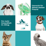 PUREMANENT Pet für Hunde, Katzen, Kaninchen, Vögel und Reptilien
