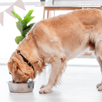 Hund Hygiene Futternapf