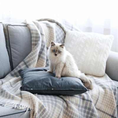 Katze Schlafplatz Bett