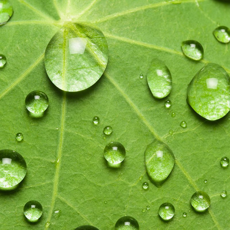 Lotuseffekt mit Wassertropfen auf der Oberfläche einer Kapuzinerkresse